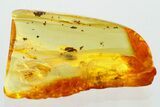 Fossil Ant-Like Leaf Beetle (Palaeocnopus glabicornis) in Baltic Amber #372535-1